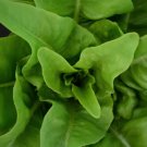 500 Seeds Amish Deer Tongue Leaf Lettuce Organic Non Gmo Easy to Grow