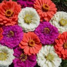 500 Seeds Zinnia Tall Mix Landscaper'S Organic Non Gmo Easy to Grow