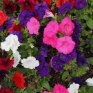 2000 Seeds Petunia Dwarf Mix Multi-Color Compact Containers Flower Organic Non Gmo Easy to Grow