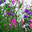15 Seeds Royal Family Sweet Pea Ruffled Flower Blooms Organic Non Gmo Easy to Grow