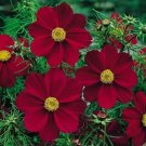 100 Seeds Cosmos Rubies Sunshine Red Flowers Organic Non Gmo Easy to Grow