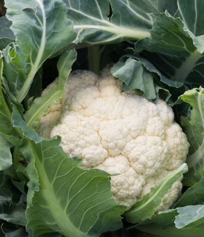 200 Seeds Cauliflower Snowball Self Blanching Organic Non Gmo Easy to Grow