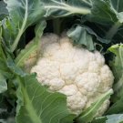 200 Seeds Cauliflower Snowball Self Blanching Organic Non Gmo Easy to Grow