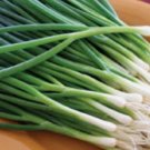 200 Seeds Green Onion Tokyo Long White Bunching Organic Non Gmo Easy to Grow