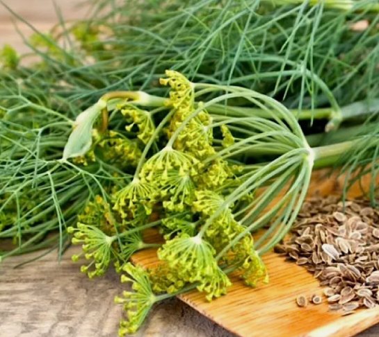 500 Seeds Dukat Dill Heirloom Organic Non Gmo Easy to Grow