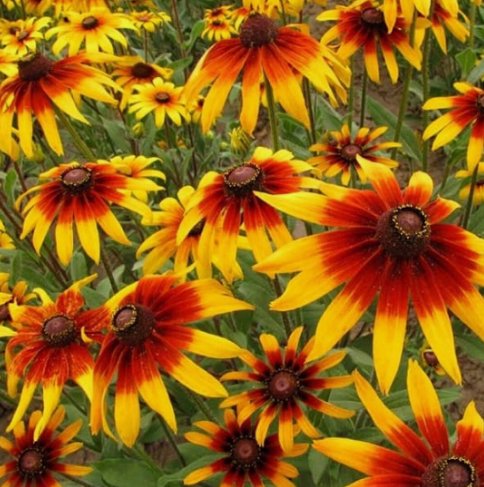 500 Seeds Gloriosa Daisy Rudbeckia Hirta Organic Non Gmo Easy to Grow