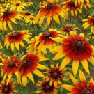 500 Seeds Gloriosa Daisy Rudbeckia Hirta Organic Non Gmo Easy to Grow