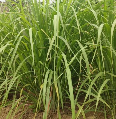 100 Seeds Lemongrass West Indian Culinary Organic Non Gmo Easy to Grow