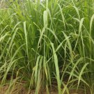 100 Seeds Lemongrass West Indian Culinary Organic Non Gmo Easy to Grow
