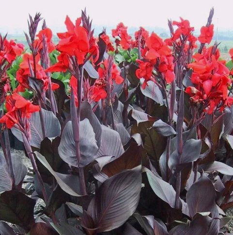 50 SeedsTropicana Black Canna Lily Organic Non Gmo Easy to Grow