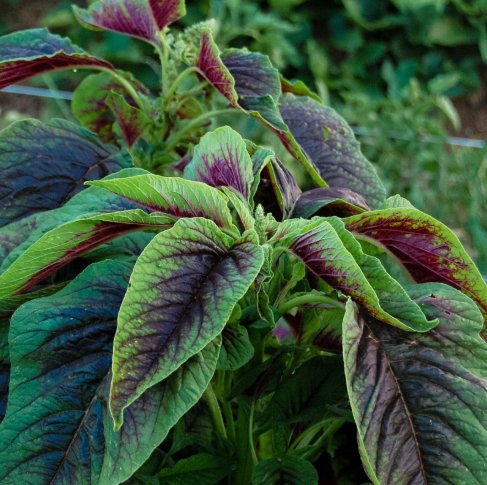 300 Seeds Red Amaranth Red stripe leaf Organic Non Gmo Easy to Grow