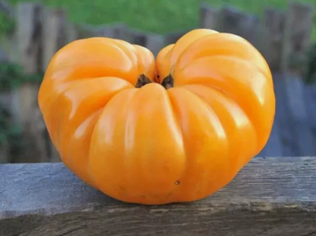 30 Seeds Wyche'S Yellow Beefsteak Tomato Organic Non Gmo Easy to Grow