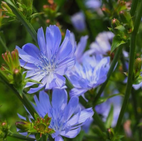 1000 Seeds Chicory Cichorium Intybus Blue Dandelion Organic Non Gmo Easy to Grow