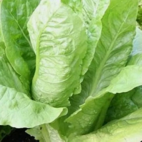 100 Seeds Parris Island Romaine Heirloom Organic Non Gmo Easy to Grow