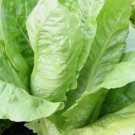 100 Seeds Parris Island Romaine Heirloom Organic Non Gmo Easy to Grow