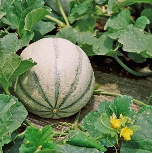25 Seeds Charentais Melon Heirloom Organic Non Gmo Easy to Grow