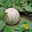25 Seeds Charentais Melon Heirloom Organic Non Gmo Easy to Grow