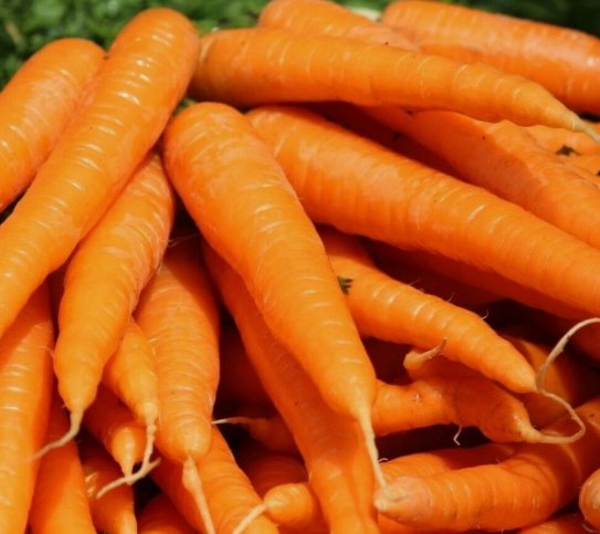 1000 Seeds Tendersweet Carrot Spring Vegetable&Acirc;&nbsp; Heirloom Organic Non Gmo Easy to Grow