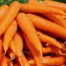 1000 Seeds Tendersweet Carrot Spring Vegetable  Heirloom Organic Non Gmo Easy to Grow