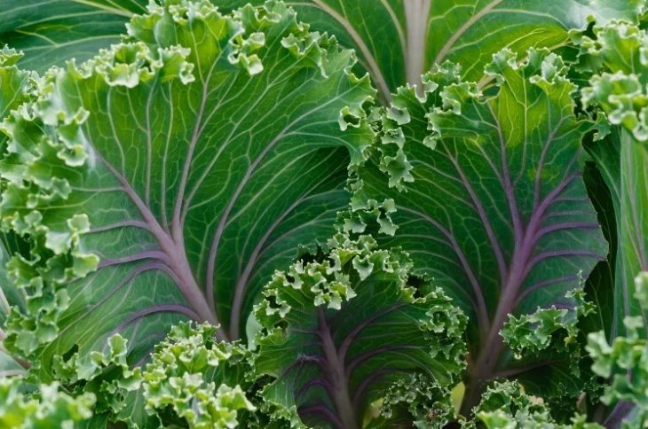 500 Seeds Red Russian Kale Vegetable&Acirc;&nbsp; Heirloom Organic Non Gmo Easy to Grow