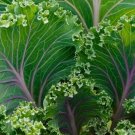 500 Seeds Red Russian Kale Vegetable  Heirloom Organic Non Gmo Easy to Grow