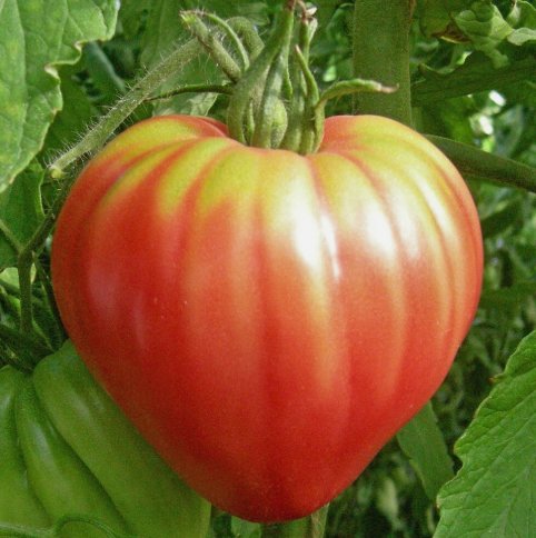 100 Seeds Pink Oxheart Tomato Vegetable&Acirc;&nbsp;Heirloom Organic Non Gmo Easy to Grow