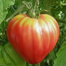 100 Seeds Pink Oxheart Tomato Vegetable Heirloom Organic Non Gmo Easy to Grow