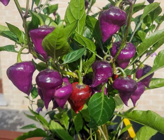 15 Seeds Purple Ufo Pepper&Acirc;&nbsp;Vegetable&Acirc;&nbsp;Heirloom Organic Non Gmo Easy to Grow