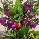 15 Seeds Purple Ufo Pepper Vegetable Heirloom Organic Non Gmo Easy to Grow