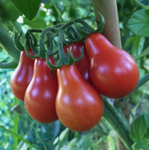 30 Seeds Red Pear Tomato Vegetable&Acirc;&nbsp;Heirloom Organic Non Gmo Easy to Grow