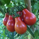 30 Seeds Red Pear Tomato Vegetable Heirloom Organic Non Gmo Easy to Grow