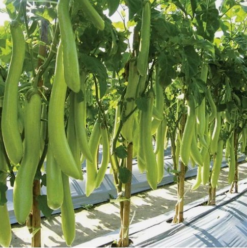 50 Seeds Louisiana Long Green Eggplant Vegetable&Acirc;&nbsp;Heirloom Organic Non Gmo Easy to Grow