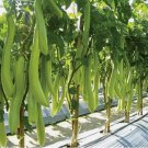 50 Seeds Louisiana Long Green Eggplant Vegetable Heirloom Organic Non Gmo Easy to Grow