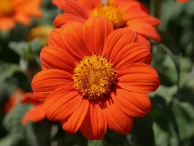 25 Seeds Mexican Torch Sunflower Fresh Vegetable&Acirc;&nbsp;Heirloom Organic Non Gmo Easy to Grow