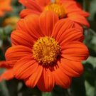 25 Seeds Mexican Torch Sunflower Fresh Vegetable Heirloom Organic Non Gmo Easy to Grow