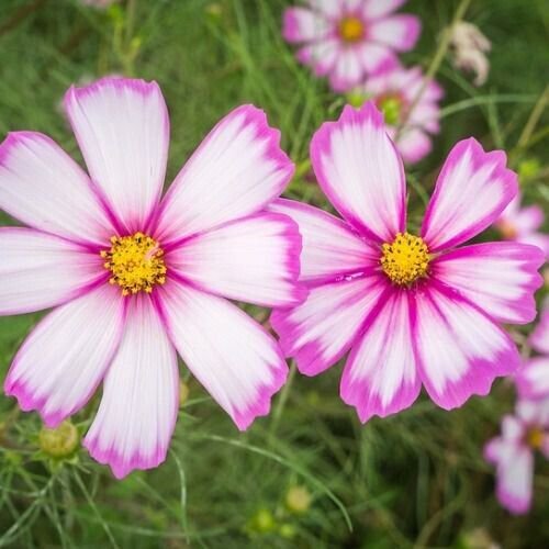 50 Cosmos Candy Stripe Seeds Easy to Grow