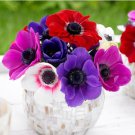 Anemone De Caen Mix Corms 10 Corms  Easy to Grow