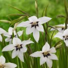 Acidanthera Murielae Bulbs 10 Bulbs Corms  Easy to Grow