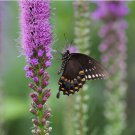 Liatris Blazing Star Bulbs 8 Bulbs Corms  Easy to Grow