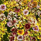 40 Coreopsis Incredible Seashells Mix Seeds Easy to Grow