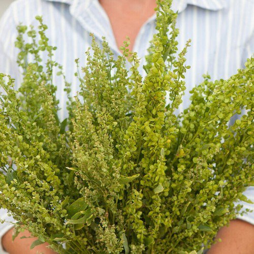 40 Orach Atriplex Green Plume Seeds Easy to Grow