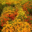 50 Marigold Starfire Mix Seeds Easy to Grow