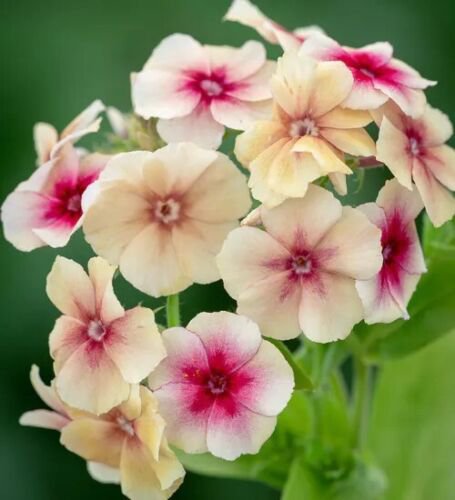40 Phlox Cherry Caramel Seeds Easy to Grow