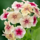40 Phlox Cherry Caramel Seeds Easy to Grow