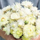 100 Strawflower Creamy White Seeds Easy to Grow
