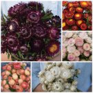 Strawflower Variety 5 Individual Packs Of 100 Seeds Easy to Grow
