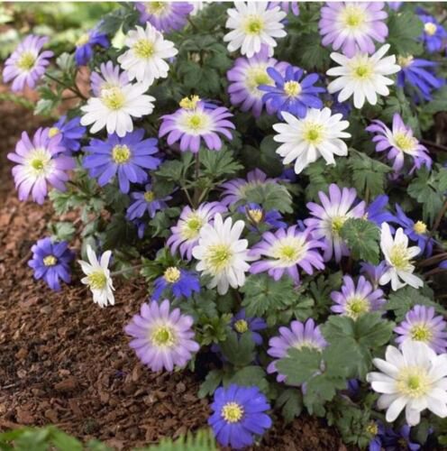 Anemone Blanda Mix Corms 10 Corms  Easy to Grow