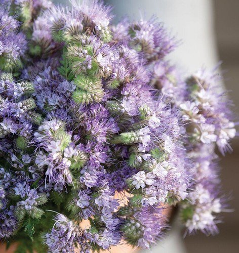 200 Phacelia Seeds Easy to Grow