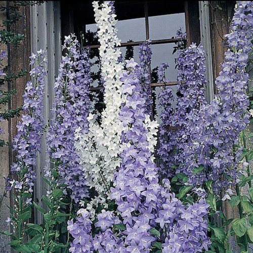 50 Campanula Pyramidalis Mix Seeds Easy to Grow