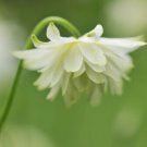 35 Columbine Lime Sorbet Seeds Easy to Grow